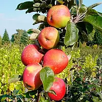 Яблуня Скорпіон