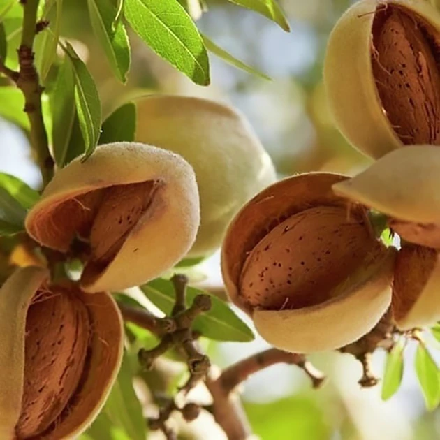 Мигдаль Прибережний