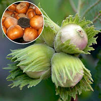 Фундук Барселонський