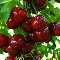 Черешня Регіна