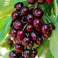 Черешня Темпоріон