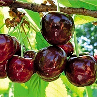 Черешня Каріна