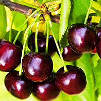 Черешня Світхарт