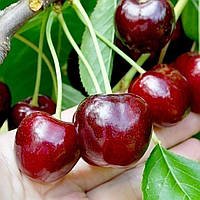 Черешня Стаккато