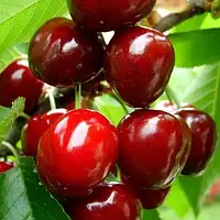 Черешня Дивовижна