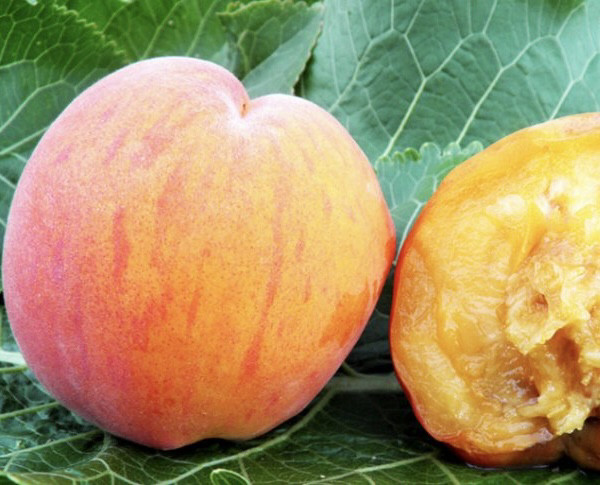 Персик 3-х річний "T-3 Вайн Голд" (середньо-пізній термін дозрівання), фото 1