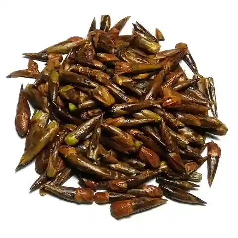 Тополя чорна бруньки 1000 г, фото 1