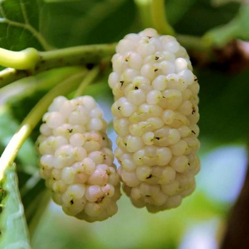 Шовковиця Біла Медова