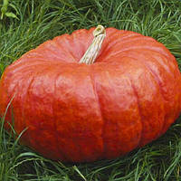 Насіння Гарбуза Руж Віф де Тамп 500 г, Tezier