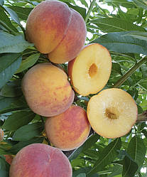 3-х річний Персик "Ред Хевен" (літній сорт, середній термін дозрівання)