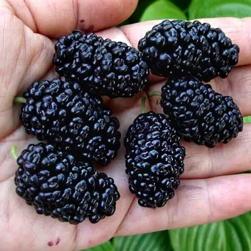 Шовковиця Чорний Принц, фото 1