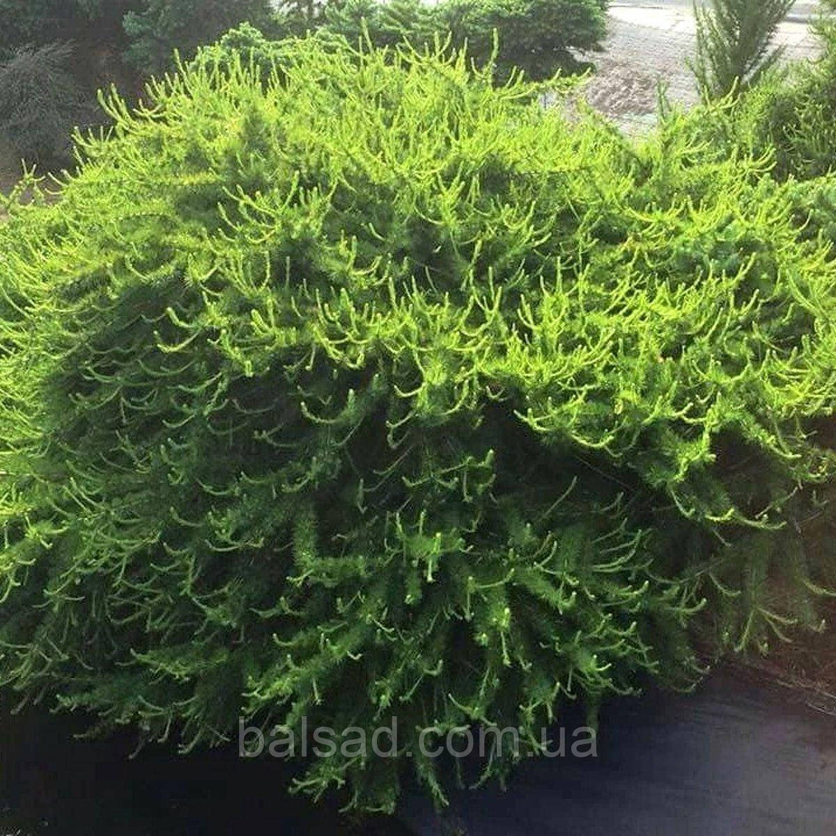 Модрина Аретуза Бог / h 25-30 / Larix laricina Arethusa Bog