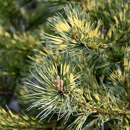 Сосна японська Огон Джаноме / h 40-50 / Pinus Ogon Janome, фото 1