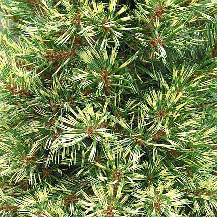 Сосна японська Огон Джаноме / h 40-50 / Pinus Ogon Janome, фото 3