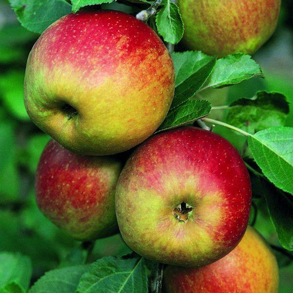 Яблуня Останкіно