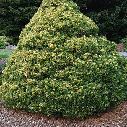 Сосна японська Огон Джаноме / h 40-50 / Pinus Ogon Janome, фото 2