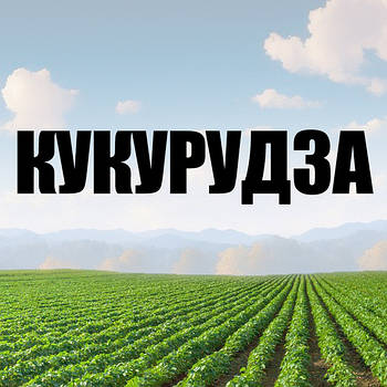 КУКУРУДЗА