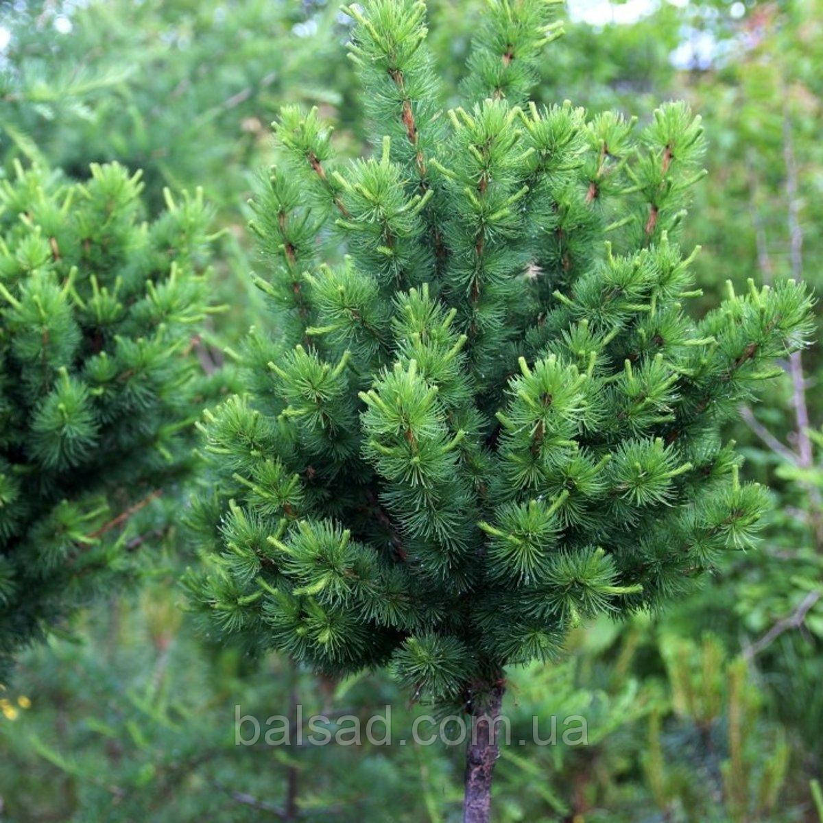 Модрина Еквілібріум на штамбі / h 100 / Larix Equilibrium