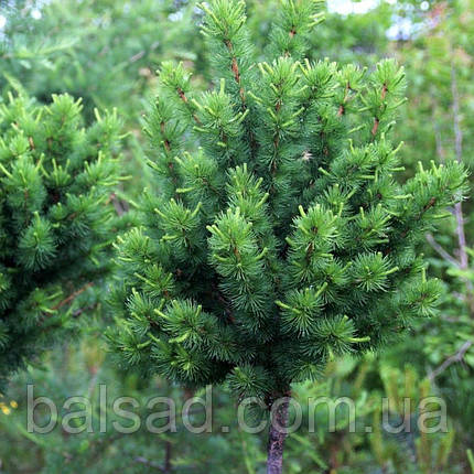 Модрина Еквілібріум на штамбі / h 100 / Larix Equilibrium, фото 1