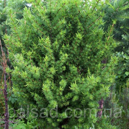 Модрина Еквілібріум на штамбі / h 100 / Larix Equilibrium, фото 3