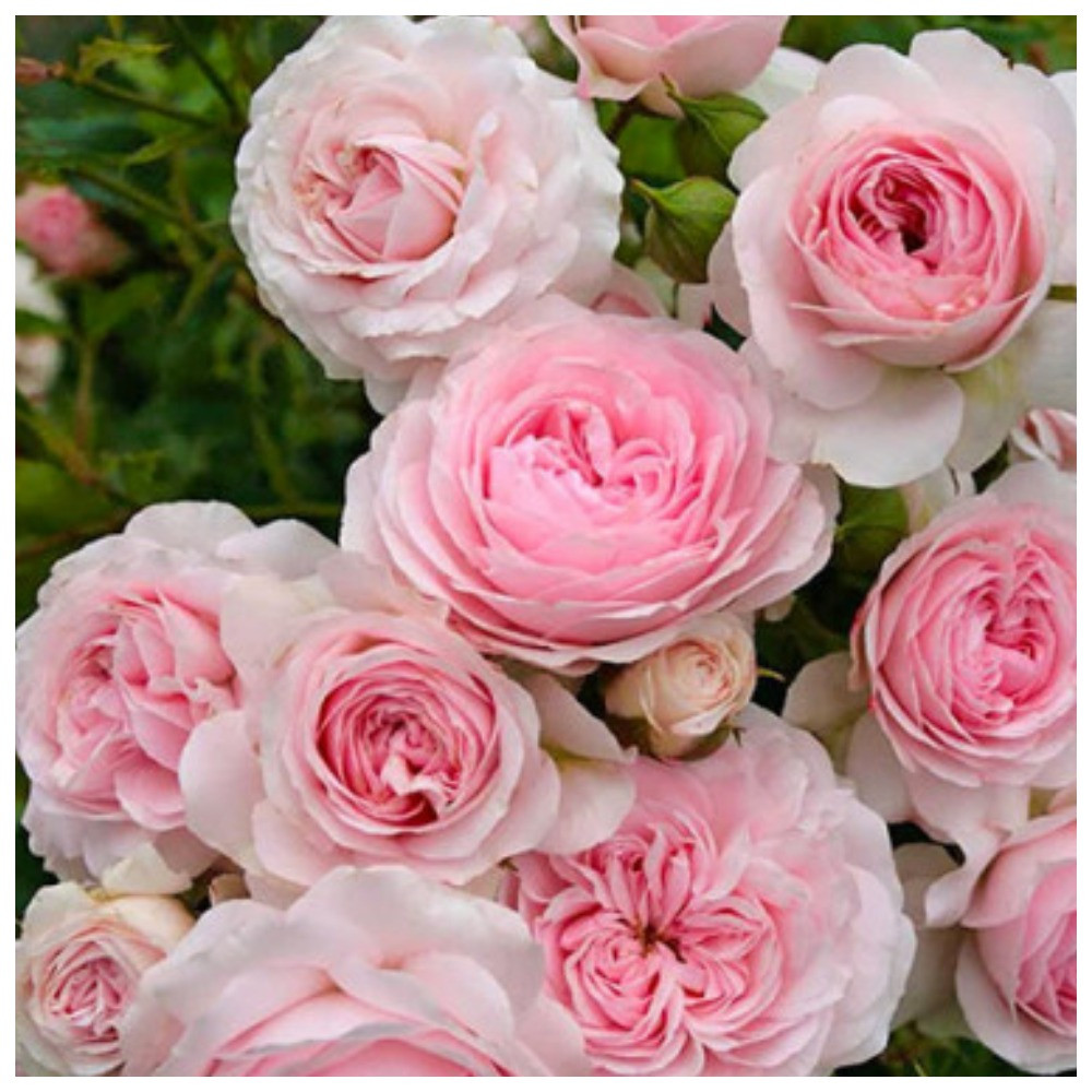 Троянда флорибунда Лариса (тубус), фото 1