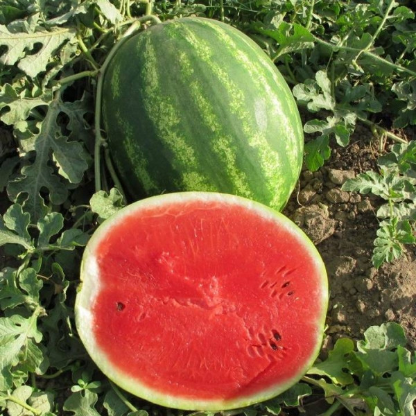 Насіння Nunhems кавун Крісбі F1 (Crisby F1) 10 нас., фото 1