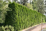 Туя західна Хольмструп  Thuja occidentalis Holmstrup висота 120см , ком, фото 3