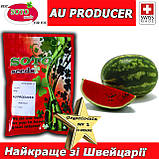 Насіння, кавун АУ Продюсер, Soto Seeds (Швейцарія), проф.пакет 500 грамів, Імпорт 2025, фото 3