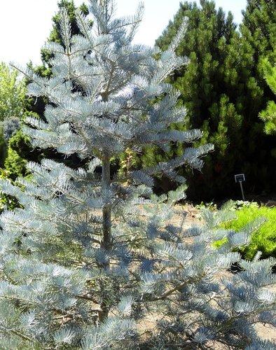 Ялиця одноколірна Argentea 3 річна, Пихта одноцветная Аргентеа, Abies concolor Argentea / Candicans