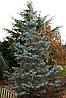 Ялиця одноколірна Argentea 3 річна, Пихта одноцветная Аргентеа, Abies concolor Argentea / Candicans, фото 10