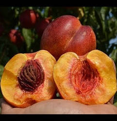 Нектарин "Фантазія" — середній, невибагливий, великоплідний