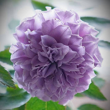 Tamamo (Тамамо)