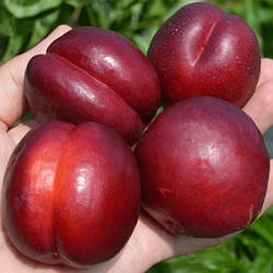 Новинка! Нектарин "Стар Мей" (дає багатий урожай і в півтіні)