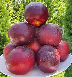 Нектарин "Ванг-8" (ранній, невибагливий, зимовостійкий)