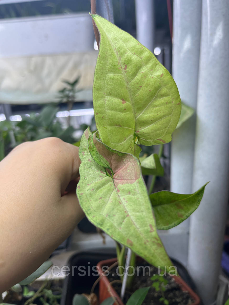 Сингоніум Конфетті, Syngonium Confetty