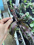 Криптантус двосмуговий (дітка), Cryptanthus bivittatus, фото 4