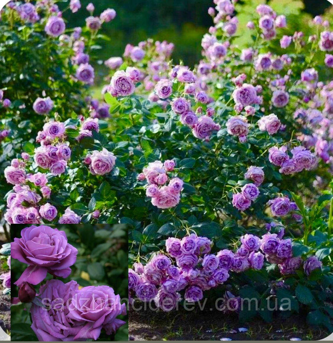 Саджанці Індіголетта (Indigoletta), фото 1