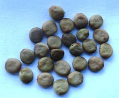 Церцис європейський. Семена. Цена за 25 штук.