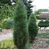 Сосна чорна Пірамідаліс ,Pinus nigra Pyramidalis горщик 2л, 20 см висоти, фото 3