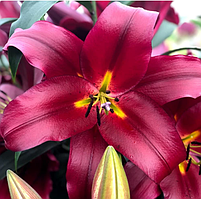 Цибулини ЛІЛІЇ Scorpio (1 шт.)