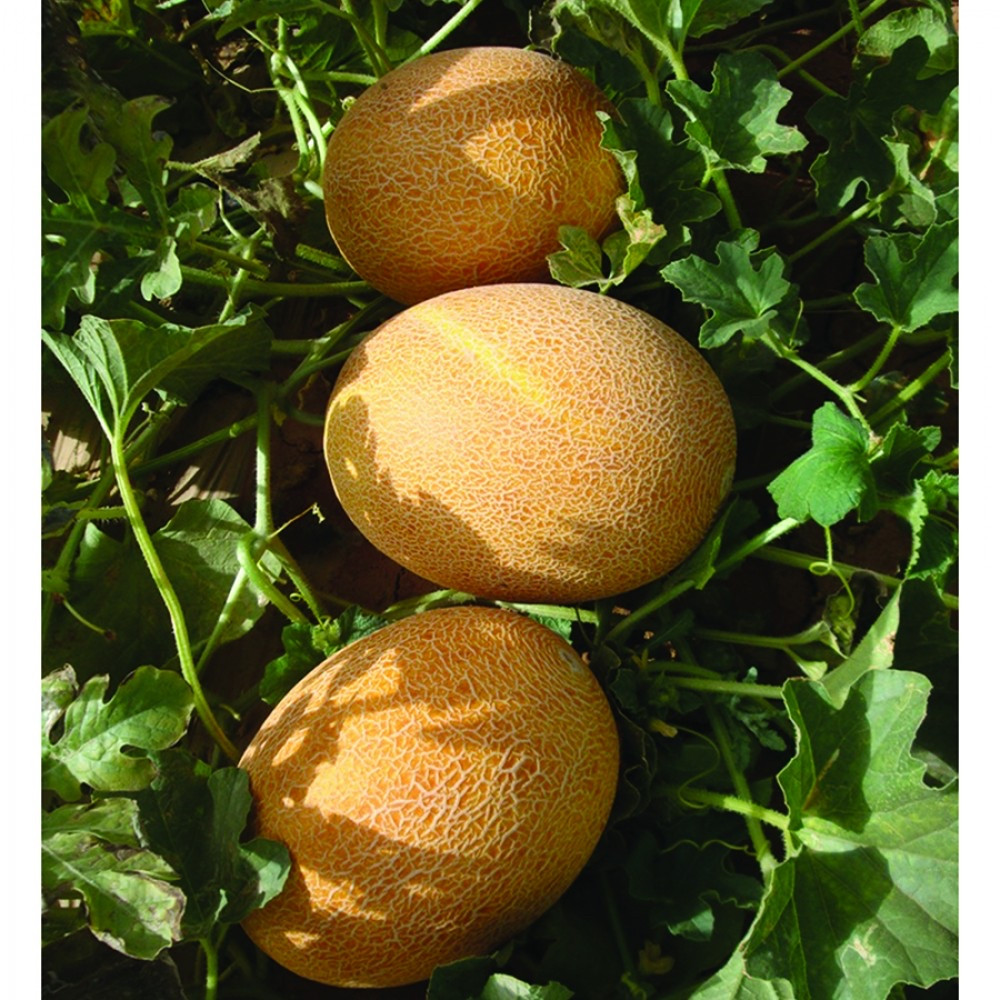 Насіння дині Нево F1, суперрання, "Hazera" 1000 шт, фото 1