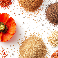 Насіння і насіння