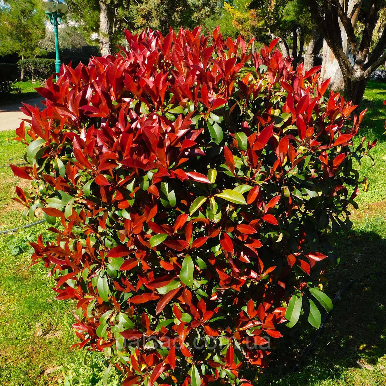 Фотинія фразера Робуста / Photinia fraseri Robusta