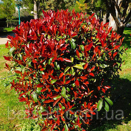 Фотинія фразера Робуста / Photinia fraseri Robusta, фото 1