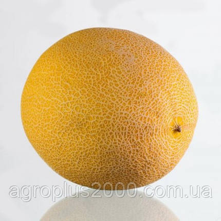 Насіння Диня Ванда F1 поштучно10 насінин Kitano Seeds, фото 1