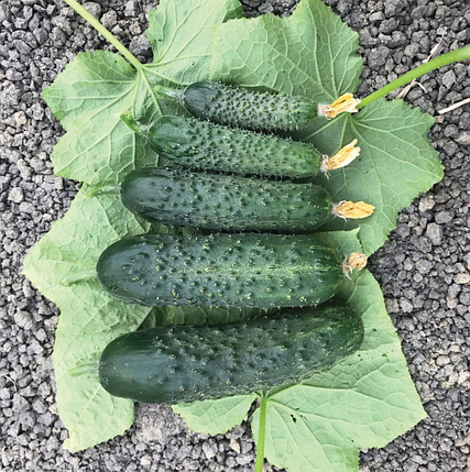 Насіння огірка Спінтор F1 (Spintor F1) Manier Seeds 500, фото 1