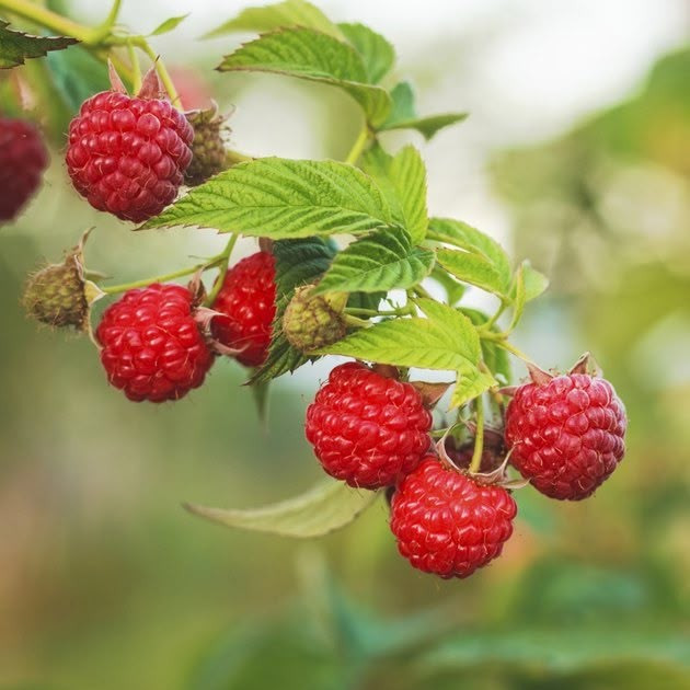 Малина Карамелька