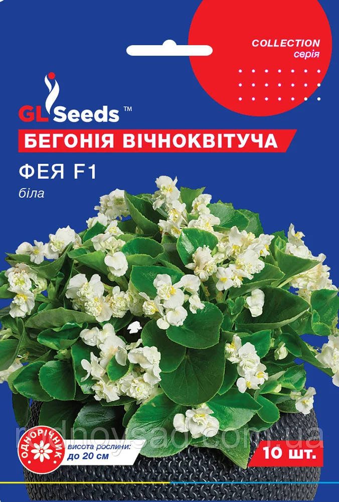 Бегонія Фея біла насіння (10 шт) вічноквітуча Collection, TM GL Seeds