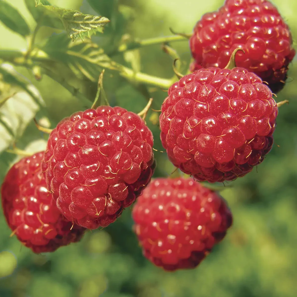 Малина Соколиця, фото 1