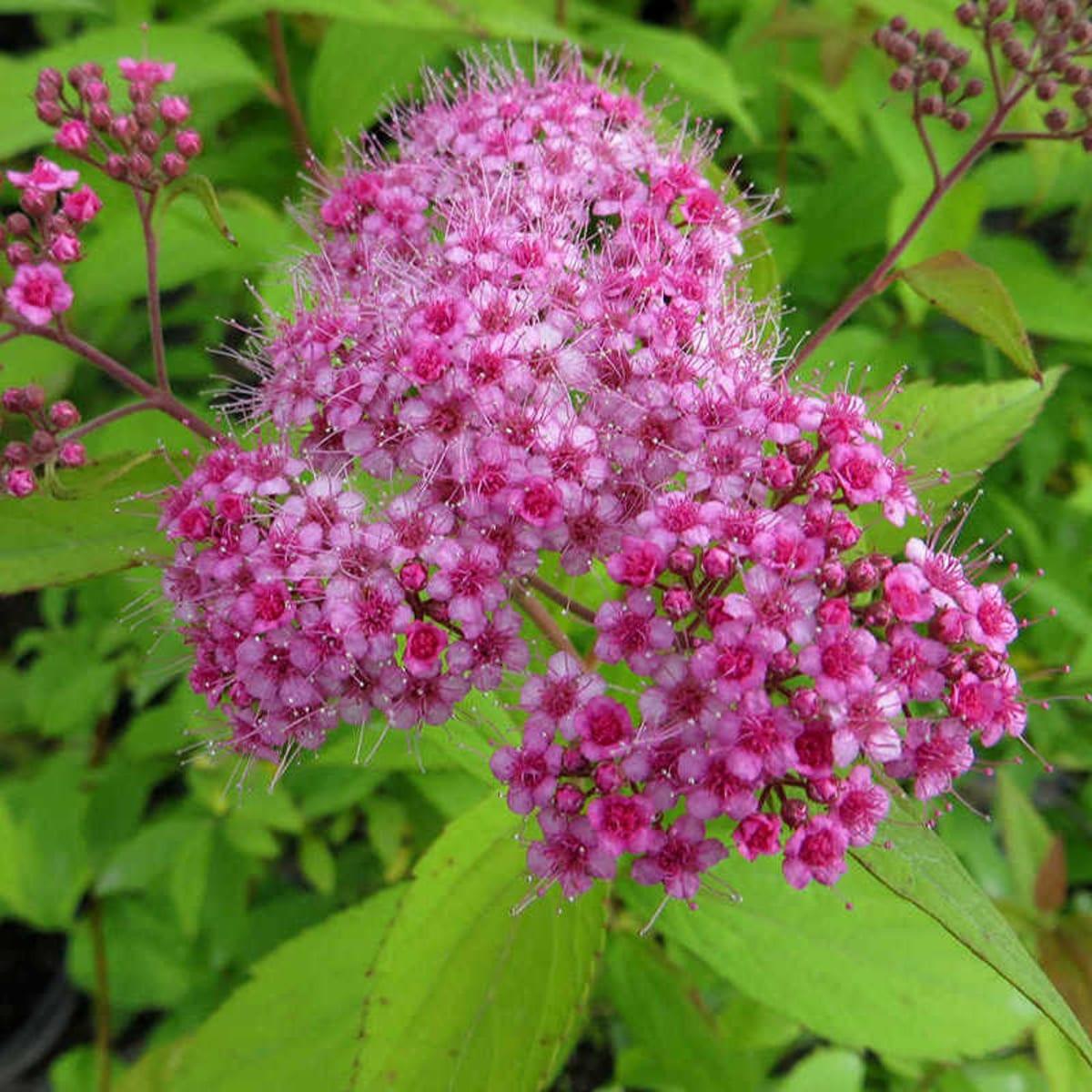 Спірея крупнолиста Макрофіла, фото 1